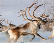 DE DE NorwayReindeer