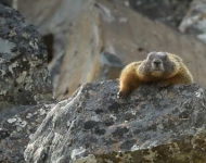 EN AU YellowBelliedMarmot