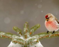 CommonRedpoll ZH CN