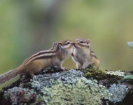 Chipmunkkiss JA JP