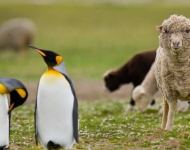 SheepKingPenguin ROW