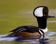 HoodedMerganser ROW