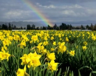 Daffodils EN CA