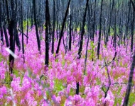 BurnedForest EN CA