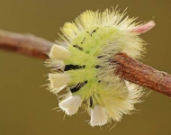 BuchenStreckFuss DE DE