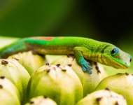 DayGecko ROW