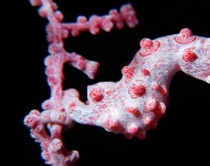 CoralSeahorse EN AU