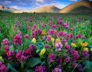 FlowersColorado ROW