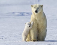 PolarBearMotherAndCub ZH CN