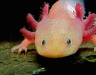 Axolotl ROW