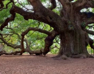 AngelOak ROW