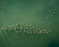 LakeMagadiFlamingos ROW