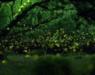 Fireflies JA JP