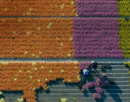 FlowerFarming EN GB