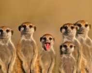 MeerkatCousins ROW