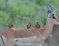 ImpalaANDRedbilledOxpeckers ROW