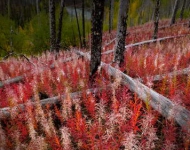 CanadaFireweed ROW