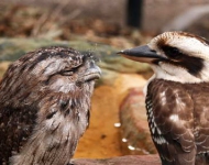 TawnyKookaburra EN AU