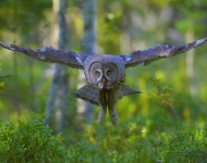 FinlandGreyOwl ROW