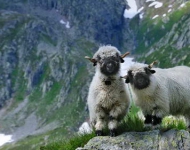 BlacknoseSheep ROW