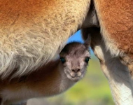 YoungGuanaco EN CA