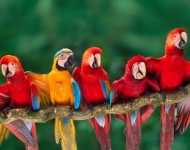 ColorfulMacaws ROW