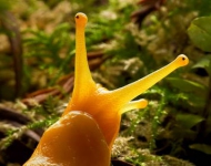 BananaSlug ROW