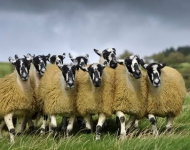 SheepFlock ROW