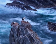 CapeSardaoStorks EN AU