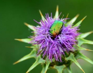 RosenkaeferDistel DE DE