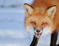 LaughingFox EN GB