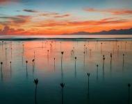 SeedlingMangroves ROW