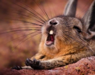 MountainViscacha EN AU