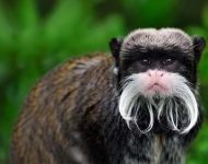 EmperorTamarin ROW