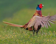 RingNeckedPheasant ROW