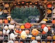 ThailandPumpkins ROW