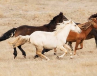 BrumbyHorses EN AU