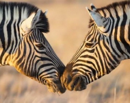 ZebrasGreeting ZH CN