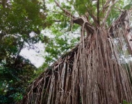 CurtainFigTree EN AU