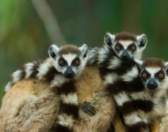 LemurBabies ROW