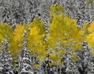 ColoradoFall ROW