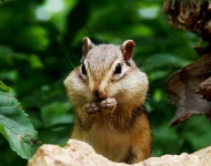 SiberianChipmunk ROW