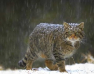 ScottishWildcat ROW