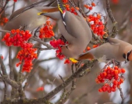 BohemianWaxwings ROW