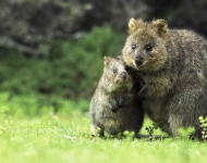 QuokkaMotherSon EN AU