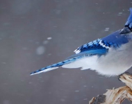 BlueJaySnow ROW