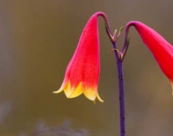 ChristmasBellFlower EN AU