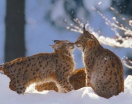 BayerischerLynx ROW