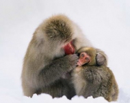 JapaneseMacaque ZH CN