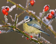 BlueTitFrost ROW